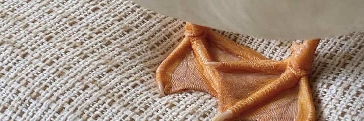 CastanedaGabino's profile banner image