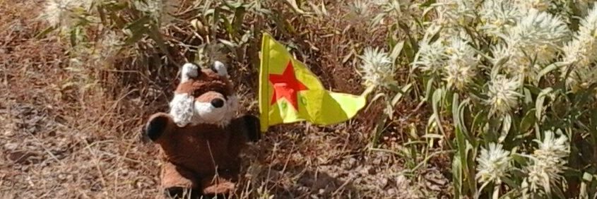 Charlie the Fox banner