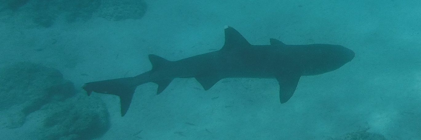 bradley quentin banner