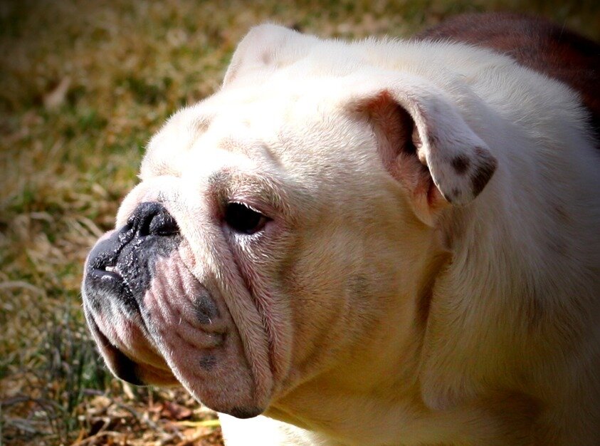 thatsabulldog's profile banner image
