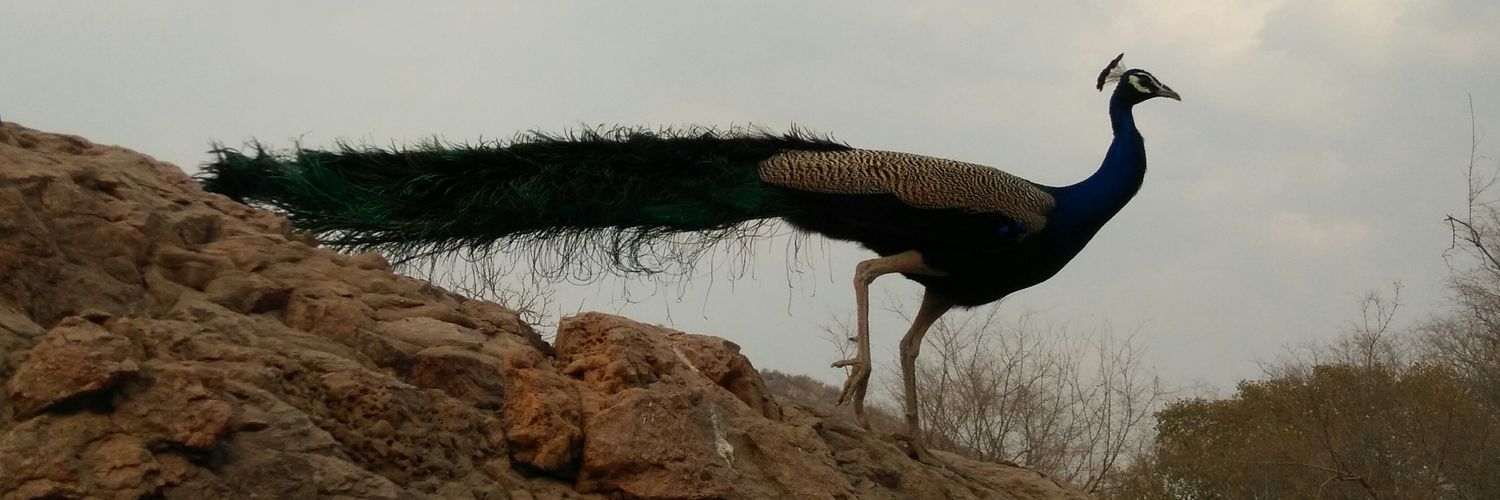 Priyanaa's profile banner image