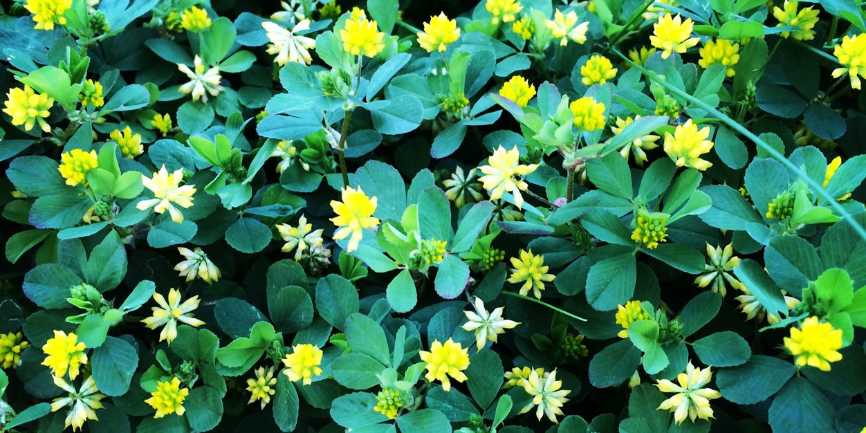 ワタナベアサコ banner