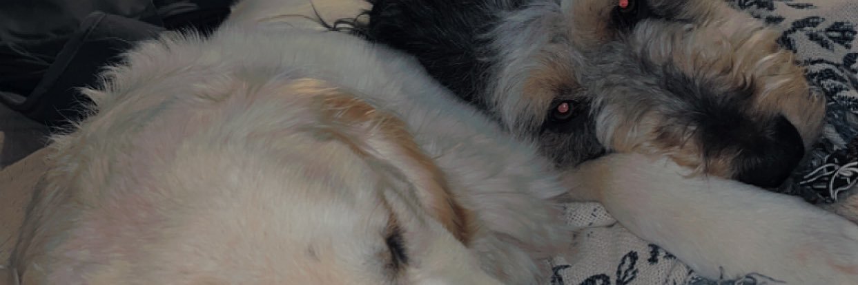 MadyCurtner's profile banner image