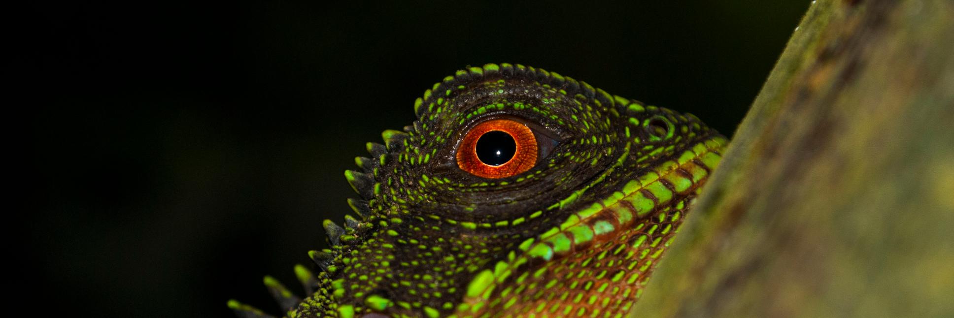 Ana Romero 🌱 banner