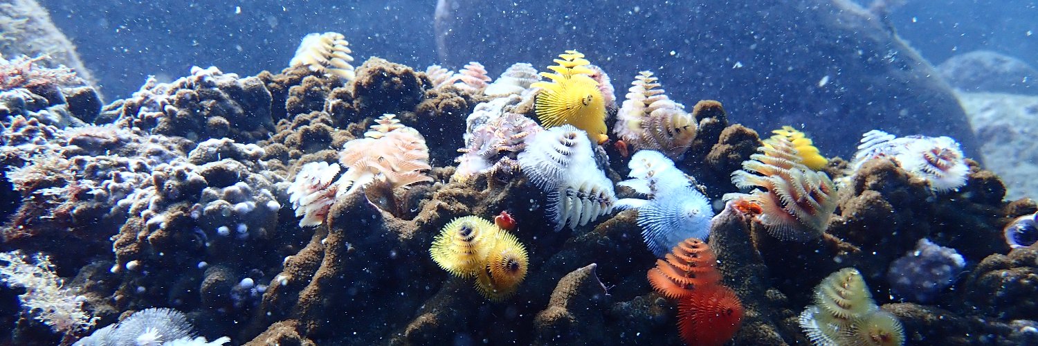 @海藻好きのダイバー banner