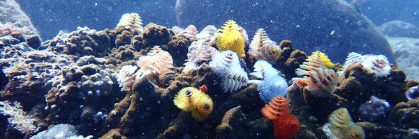 tkr136 Profile Banner