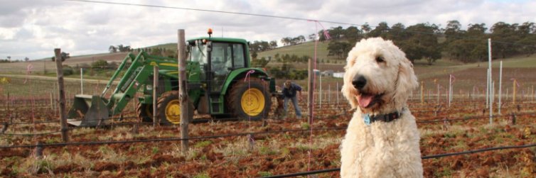 Tim Adams Wines banner