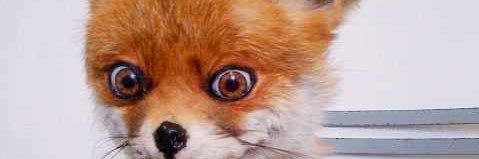 Foxx_Bullet's profile banner image