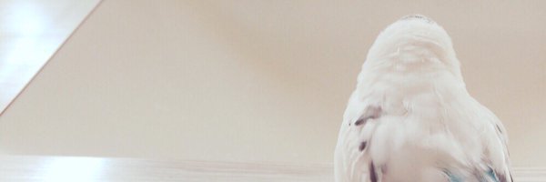 pitchi Profile Banner