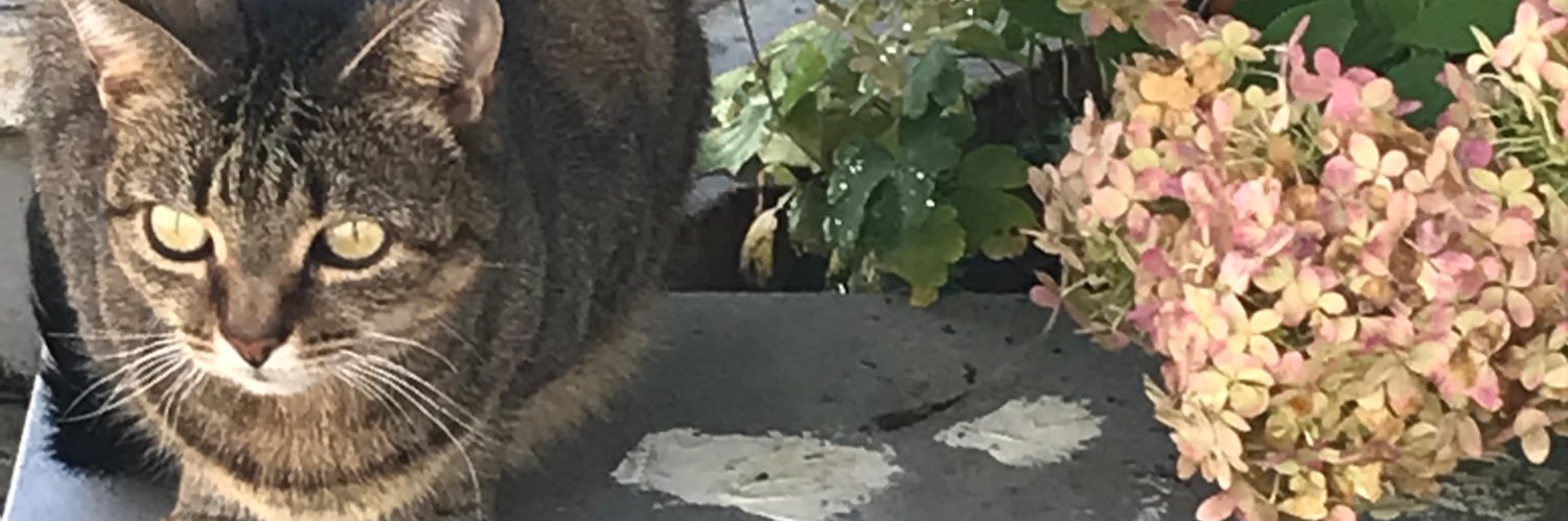 Alexandra Ressort🇺🇦 🇪🇺FBPE #ToriesOut! banner