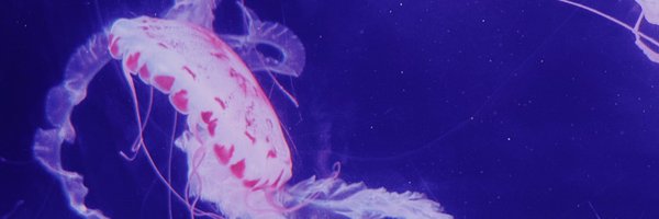 KIses_J Profile Banner