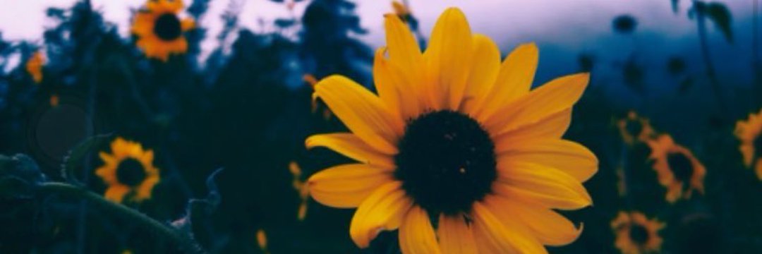 _AshaliaRose's profile banner image