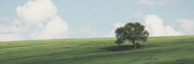 L͟a͟n͟i͟e͟ banner