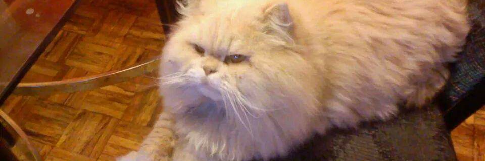 pareja curiosa busca banner