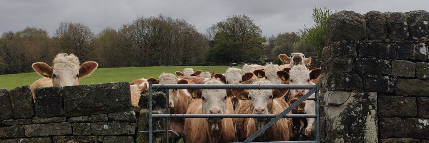 Wintermute 🍄 banner