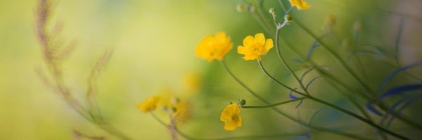 Dr Yannis Fronimos banner