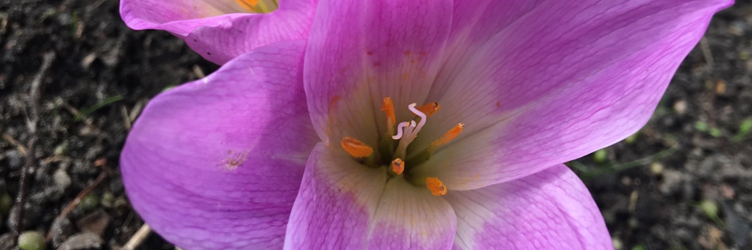 Alex Mintsioulis banner