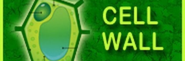 CAParente9's profile banner image