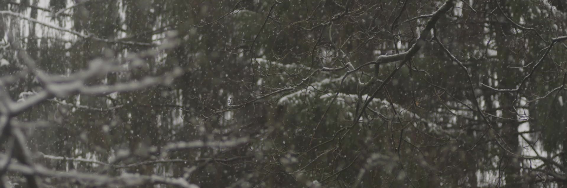 The Powell Movement banner