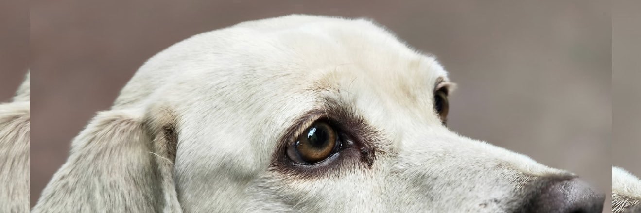 PandaVisual_'s profile banner image