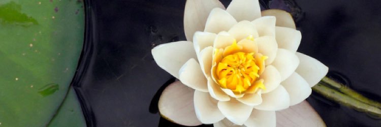 AcupunctureJean's profile banner image