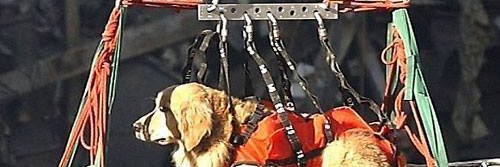 Tony Fradelich banner