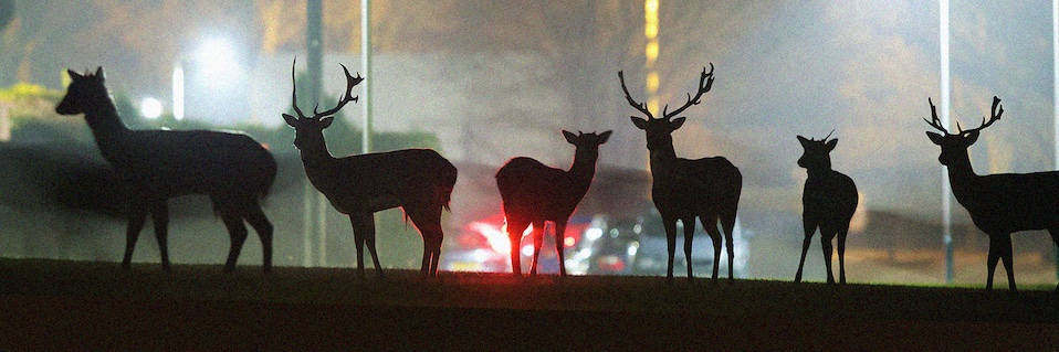 Keggie Carew 🦩 banner