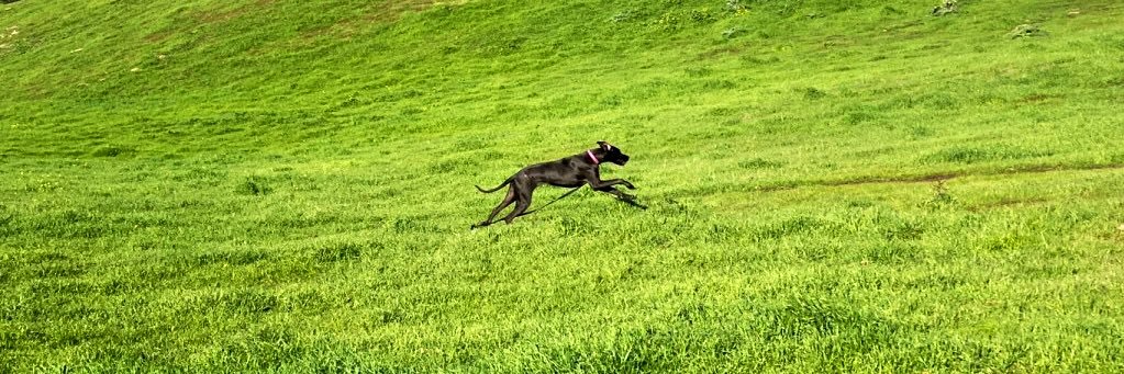 JayneAppel Marinelli banner