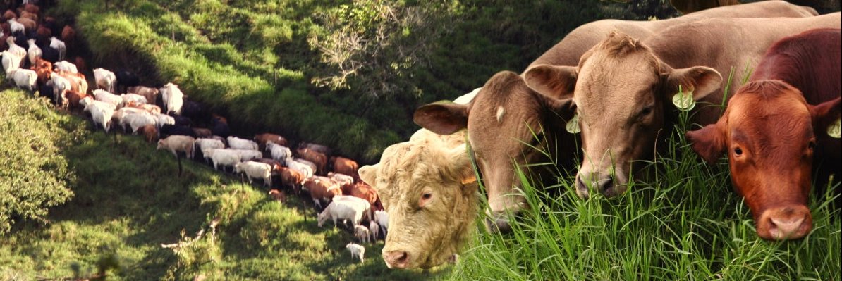 ranchodeboor's profile banner image