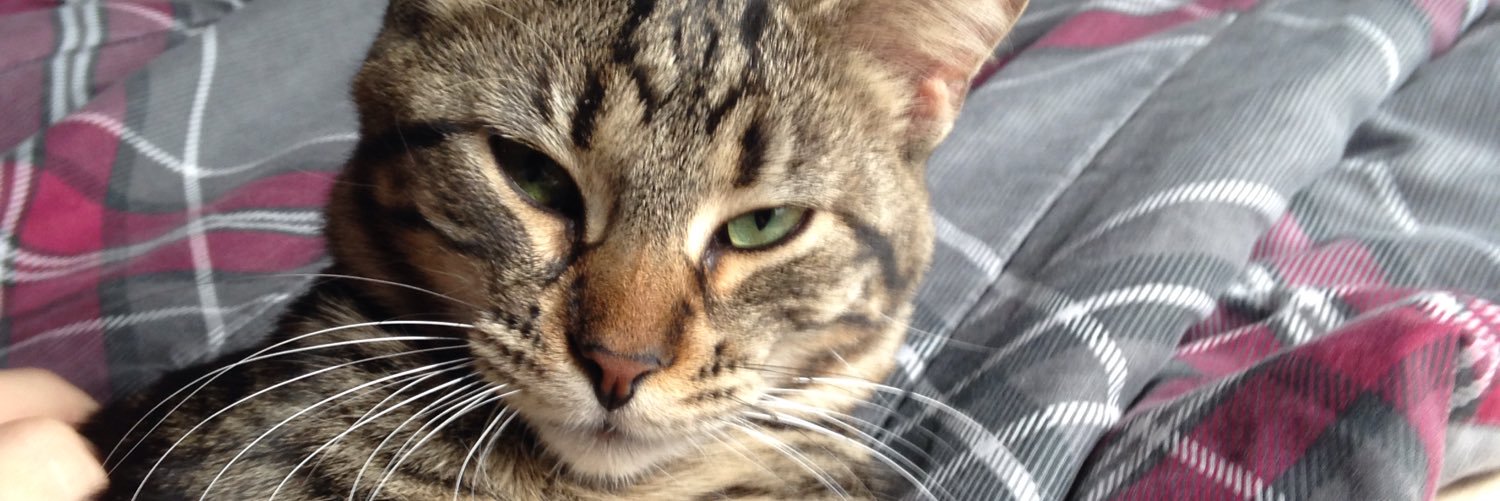 BeanTheCat2015's profile banner image