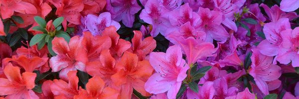 itzzsoflores Profile Banner