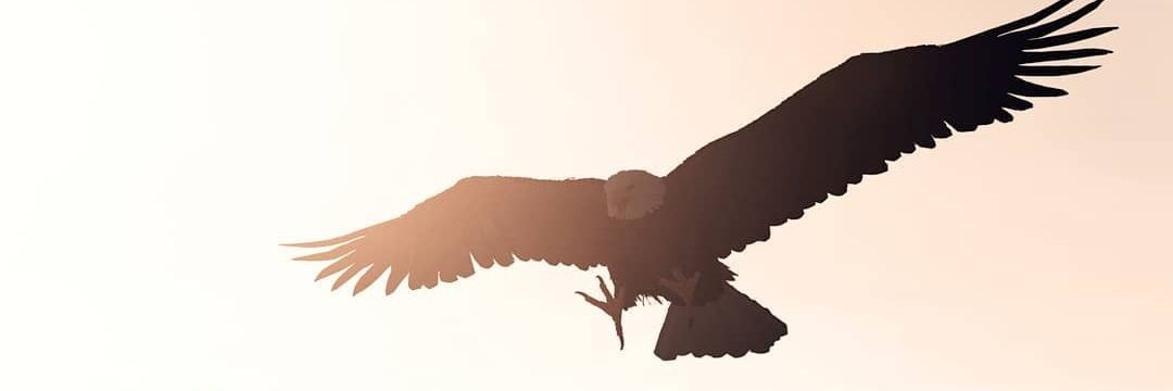 Ray_Anoush's profile banner image