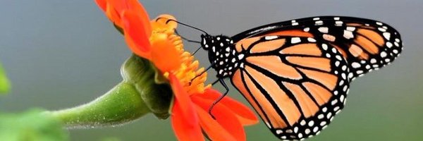 palikaupdate Profile Banner