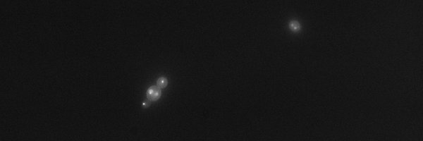 olena_ishchuk Profile Banner