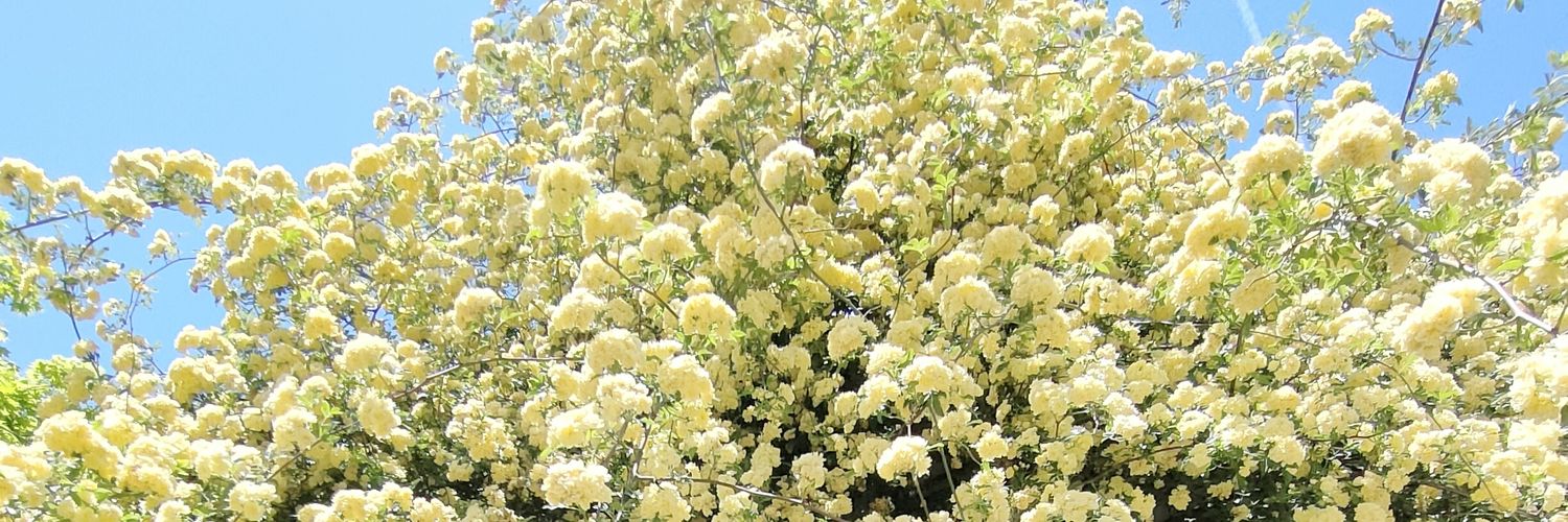 pecopom3021's profile banner image