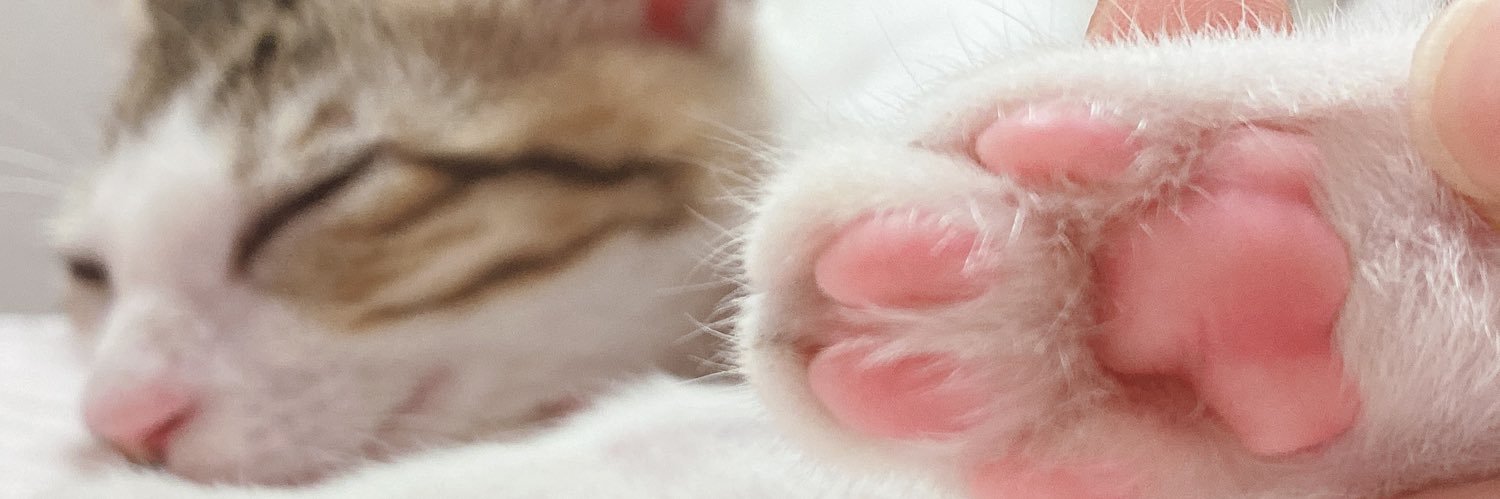 ___dgnbr's profile banner image