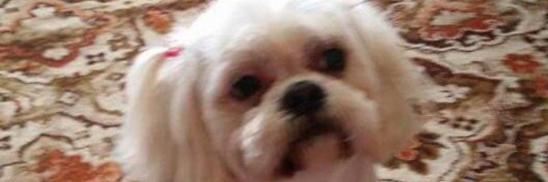 SusanOb98769733 Profile Banner