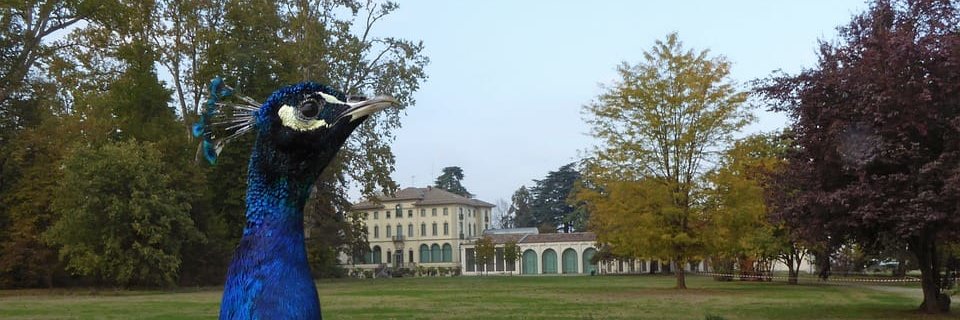 Fondazione Magnani Rocca banner