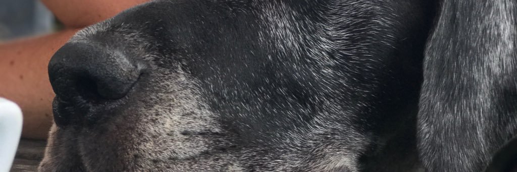 louiseglazebrook banner