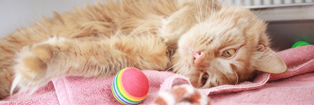 ChemungSPCA's profile banner image