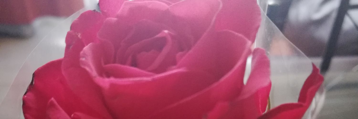 iracelys's profile banner image