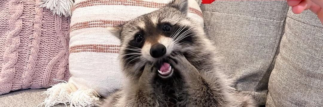 虎スト@虎ちゃん banner