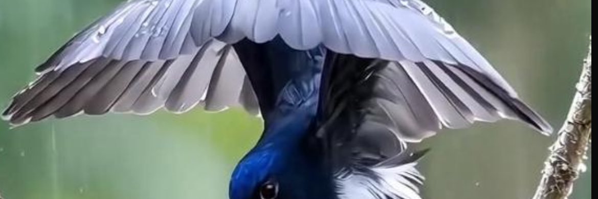 EnangDavid's profile banner image