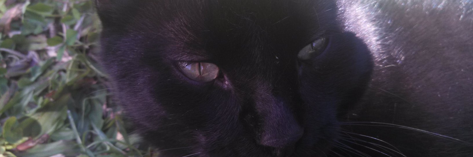 spiinall's profile banner image
