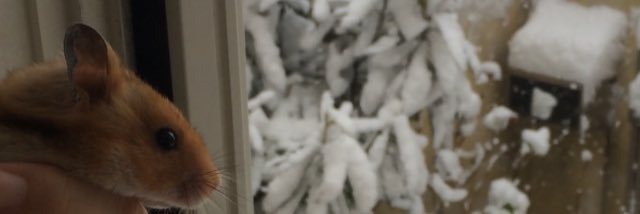 Timelessidol's profile banner image