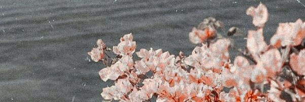 p. banner