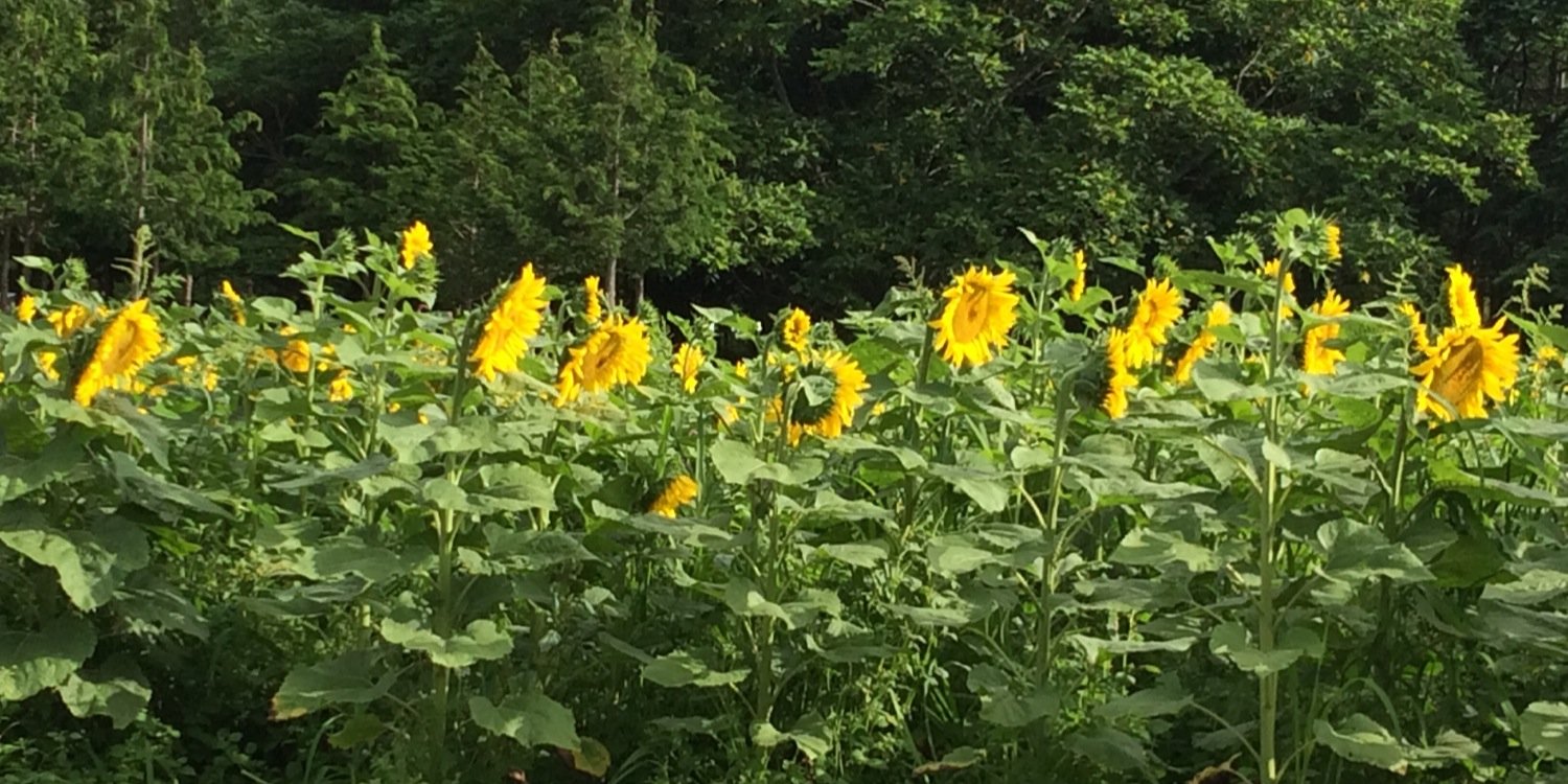 さゃちゃん｡˚✩ banner