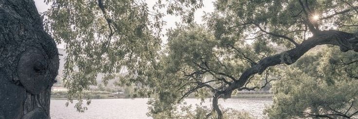 ࣪ banner