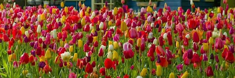 Danielle Sanderson Edwards banner