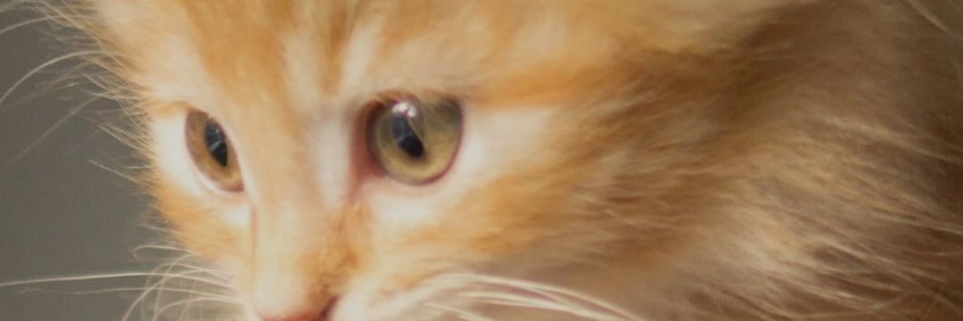 GASAPEGO85's profile banner image